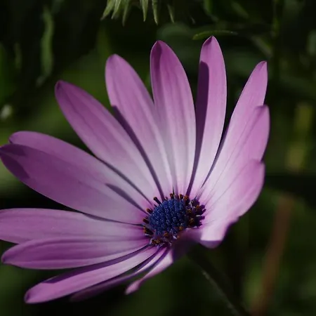 Del Monte * Porto Azzurro