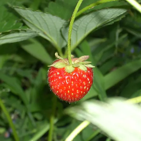 Del Monte Porto Azzurro