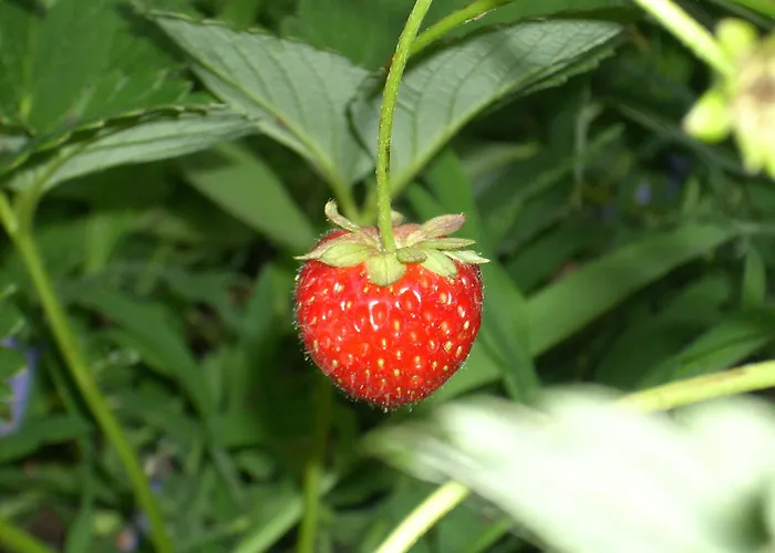 Agriturismo Del Monte Porto Azzurro