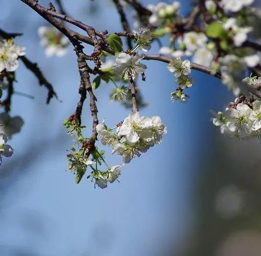 Del Monte Vakantieboerderij *