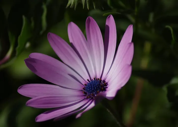 Del Monte * Porto Azzurro