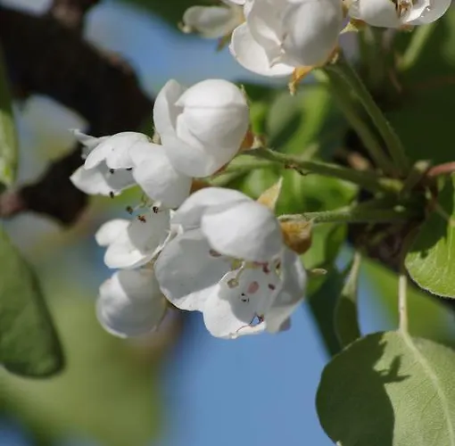 Vakantieboerderij Del Monte Porto Azzurro